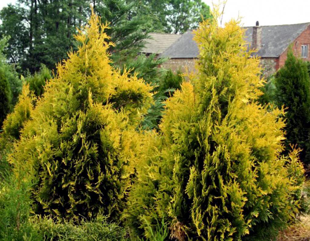 Туя западная Европа Голд / Thuja occidentalis Europa Gold, заказать, купить  в Уфе, цена - Саженцы хвойных деревьев кустарников - питомник «Анютины  Глазки»