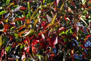 дерен белый кессельринги / cornus alba kesselringii