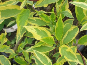 дерен белый spaethii / cornus alba spaethii