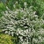 Спирея ниппонская Halward`s Silver / Spiraea nipponica Halward`s Silver спирея ниппонская halward`s silver / spiraea nipponica halward`s silver