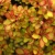 Барбарис Тунберга "Maria" барбарис тунберга "maria"