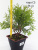 туя западная глобоза / thuja occidentalis globosa