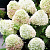 гортензия метельчатая summer snow