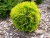 Туя западная Мириам / Thuja occ. Mirjam туя западная мириам / thuja occ. mirjam