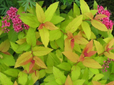 спирея японская goldflame / spiraea japonica goldflame