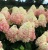 Гортензия метельчатая Magical Sweet Summer гортензия метельчатая magical sweet summer