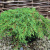 Можжевельник обыкновенный Грин карпет / Juniperus communis Green Carpet можжевельник обыкновенный грин карпет / juniperus communis green carpet