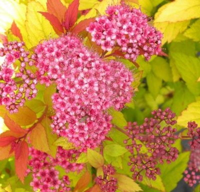 спирея японская goldflame / spiraea japonica goldflame