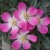 Роза сизая / Rosa glauca роза сизая / rosa glauca