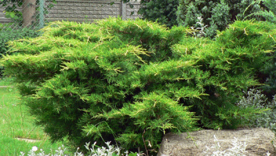 можжевельник средний mint julep / juniperus pfitzeriana mint julep