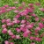 Спирея японская Anthony Waterer / Spiraea japonica Anthony Waterer спирея японская anthony waterer / spiraea japonica anthony waterer