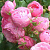 роза спрей пинк морсдаг (pink morsdag) 