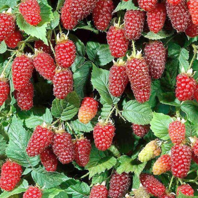 малино-ежевичный гибрид логанберри / loganberry