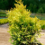 Туя западная Голден Энн / Thuja occ. Golden Anne туя западная голден энн / thuja occ. golden anne
