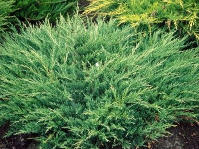 можжевельник горизонтальный andorra compactа /  juniperus horizontalis andorra compactа