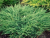 Можжевельник горизонтальный Andorra Compactа / Juniperus horizontalis Andorra Compactа можжевельник горизонтальный andorra compactа / juniperus horizontalis andorra compactа