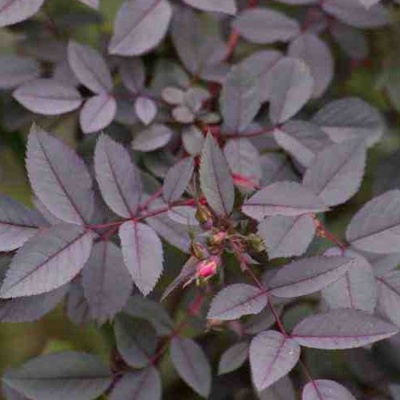 роза сизая / rosa glauca