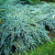 Можжевельник чешуйчатый Блю Карпет / Juniperus squamata Blue Carpet можжевельник чешуйчатый блю карпет / juniperus squamata blue carpet