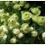 Роза Лавли Грин (Lovely Green) флорибунда роза лавли грин (lovely green) флорибунда