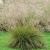 Щучка дернистая / Deschampsia cespitosa щучка дернистая / deschampsia cespitosa