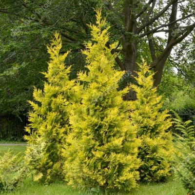 туя западная голден брабант / thuja occidentalis golden brabant