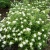 Спирея японская Albiflora / Spiraea japonica Albiflora спирея японская albiflora / spiraea japonica albiflora