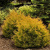 туя западная рейнголд / thuja occ. rheingold   
