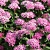 спирея японская darts red / spiraea japonica darts red