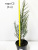 можжевельник скальный blue arrow / juniperus scopulorum blue arrow