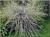 Ива ползучая Nitida / Salix repens nitida ива ползучая nitida / salix repens nitida