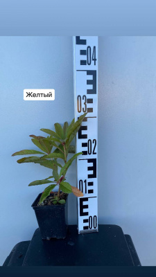 рододендрон жёлтый / luteum