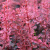 Барбарис Тунберга "Pink Queen" барбарис тунберга "pink queen"