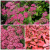 спирея японская froebelii / spiraea japonica froebelii