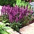 шалфей дубравный / salvia nemorosa new dimensions rose