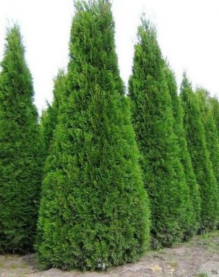 туя западная колумна  / thuja occ. cоlumna