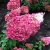 Гортензия метельчатая Strawberry Blossom гортензия метельчатая strawberry blossom