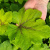 гейхерелла art nouveau