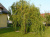 Ива Матсудана Erythroflexuosa / Salix Erythroflexuosa ива матсудана erythroflexuosa / salix erythroflexuosa