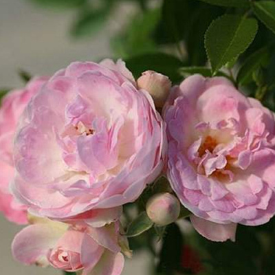 роза спрей пинк морсдаг (pink morsdag) 