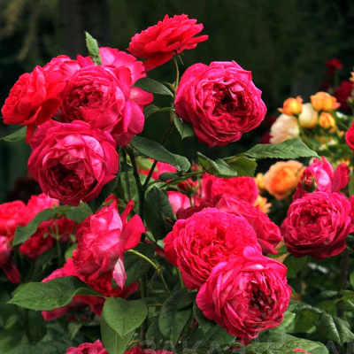 роза бенджамин бриттен / benjamin britten (на штамбе)