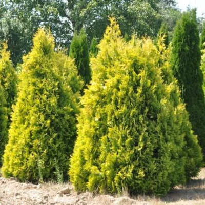 туя западная  европа голд  / thuja occidentalis europa gold