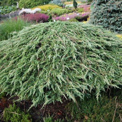 можжевельник обыкновенный грин карпет / juniperus communis green carpet 