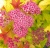 Спирея японская Goldflame / Spiraea japonica Goldflame спирея японская goldflame / spiraea japonica goldflame