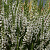 вереск long white / лонг уайт