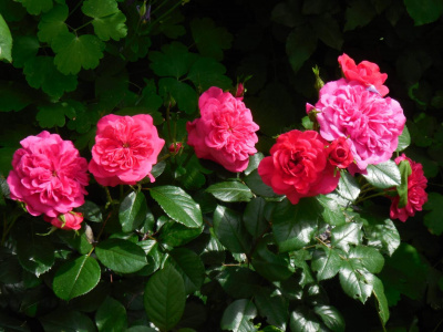 роза гартенпринцессин мари-хосе (gartenprinzessin marie-jose) флорибунда