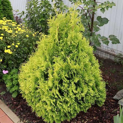 туя складчатая корник / thuja plicata kornik