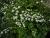 Спирея ниппонская June Bride / Spiraea nipponica June Bride спирея ниппонская june bride / spiraea nipponica june bride