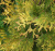 Туя западная Голден Брабант / Thuja occidentalis Golden Brabant туя западная голден брабант / thuja occidentalis golden brabant