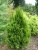 туя складчатая корник / thuja plicata kornik
