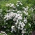 Спирея Вангутта / Spiraea Vanhouttei спирея вангутта / spiraea vanhouttei
